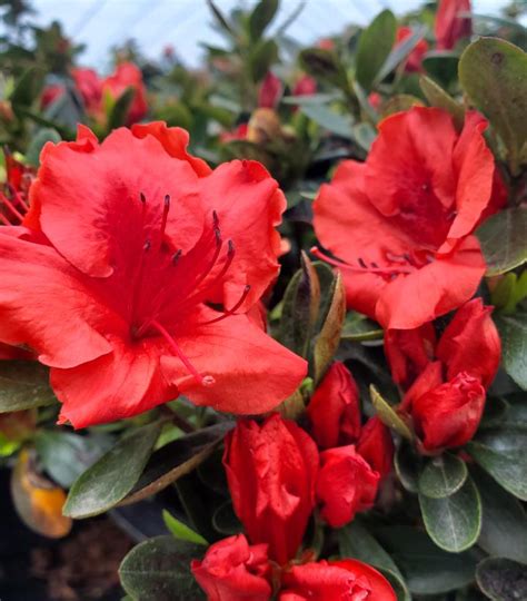 Azalea 'Girards Crimson' Girards Crimson Azalea from Prides Corner Farms