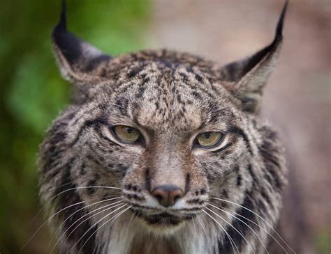 Lynx Quiz: Test What You Know About These Wild Cats! - A-Z Animals