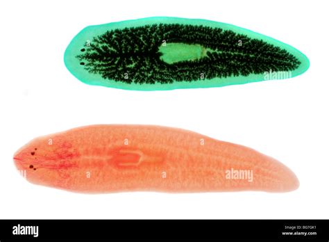 Flatworms, Dugesia (Planaria) species, one fed with carbon to reveal its digestive tract Stock ...