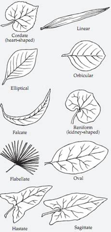 Plant Life: Leaf Shapes