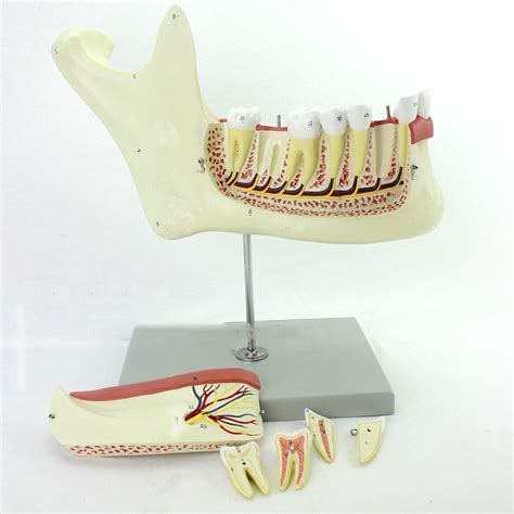 Buy Educational Model Human Mandible Anatomy Model Mandible Nerve Tooth Anatomy Model Oral ...