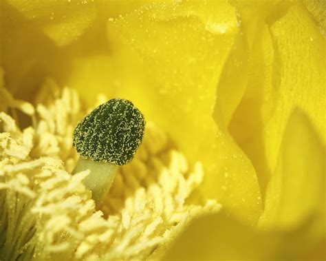 Cholla Cactus Flower Photograph by Guy Shultz - Fine Art America