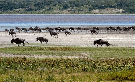 Wildebeest march on the floor of Ngorongoro Crater. Photo animation by Leonard K. Wildebeest ...