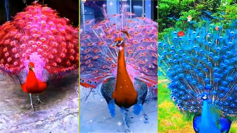 Colorful Pictures Of Peacocks