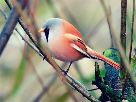 Colorful Bird Perched Wallpaper - Free HD Bird Downloads