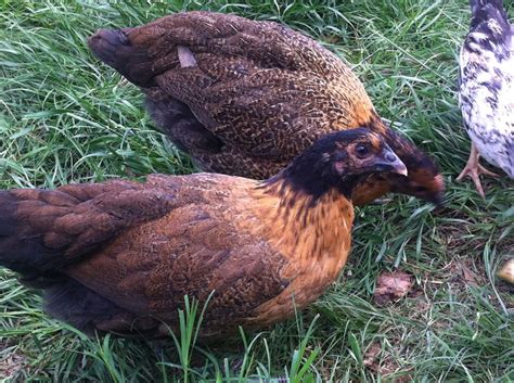 Black Australorp Buff Orpington Cross | Page 3 | BackYard Chickens - Learn How to Raise Chickens