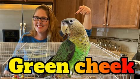 Green cheek conure care aka GCC breeding tips | All About Green cheeked conures - YouTube