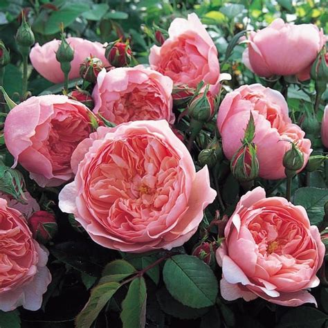 How to Grow English Roses • The Garden Glove