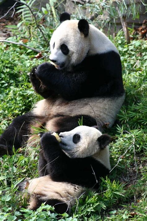 Agreed, Baby Pandas Are Cute. But Why? : The Two-Way : NPR