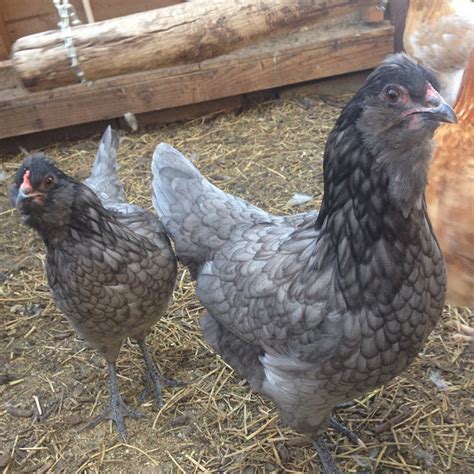 Ameraucana Blue Hens – Urban Farm