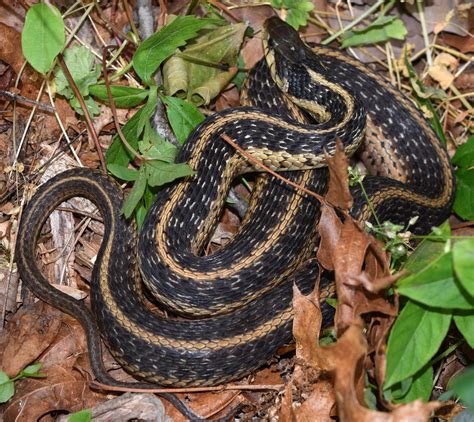 Maryland Biodiversity Project - Eastern Garter Snake (Thamnophis sirtalis)