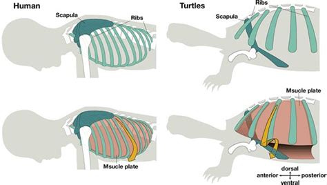 Testudines | Anatomy | Pinterest | Anatomy, Animal anatomy and Anatomy ...