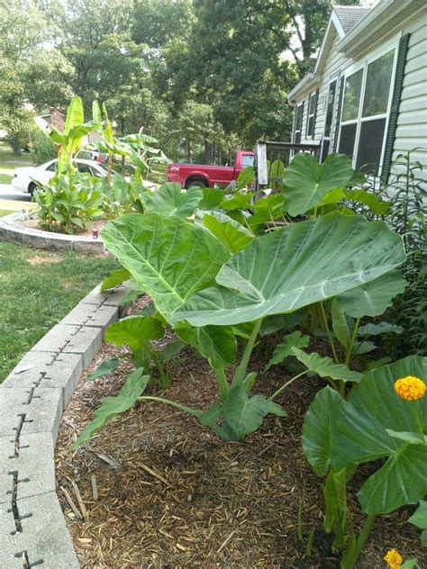 Elephant ears Elephant Ear Plant, Elephant Ears, Walkway Landscaping ...