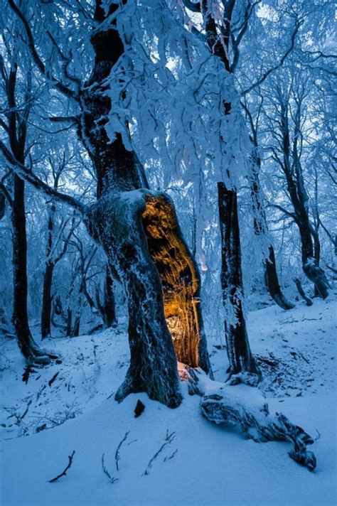 magicalnaturetour Mysterious Forest Glow by VOJTa Herout Winter Magic, Winter Forest, Winter ...