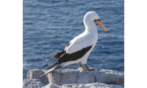 Vampire finches: how little birds in the Galápagos got a taste for big ...