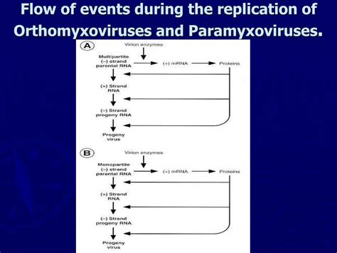 PPT - Replication of Viruses PowerPoint Presentation, free download ...