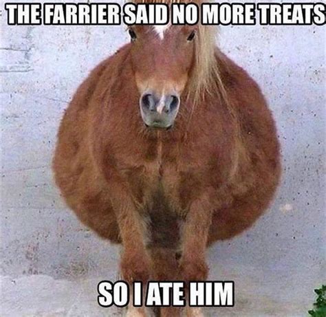 Funny Animal — 40 Pics – FunnyFoto | Funny horse pictures, Funny horses, Funny horse memes