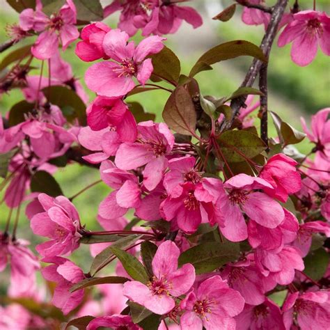 Prairiefire Flowering Crabapple Tree – Green Thumbs Garden