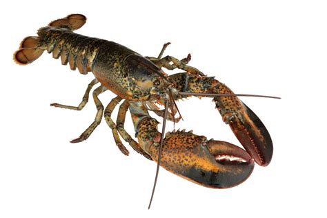 Faune et flore du pays - Le homard d'Amérique