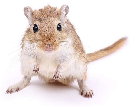 Gerbil - Alchetron, The Free Social Encyclopedia