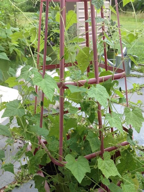 Top 10 Tips on How to Grow Cucamelons (Step by Step) | Container gardening vegetables, Trellis ...