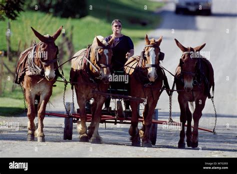 Amish life in Lancaster, Pennsylvania Stock Photo - Alamy