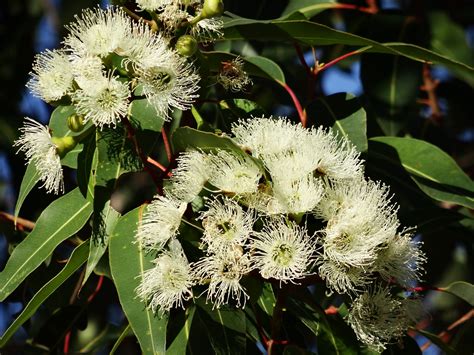 Découvrez les bienfaits de l’eucalyptus