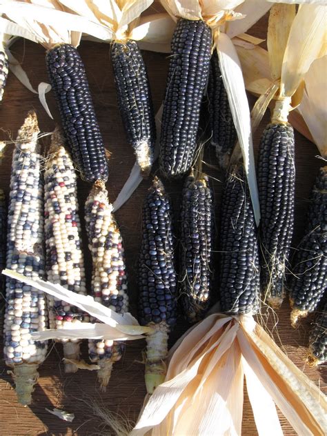 High Desert Home Garden: Hopi Blue Corn Harvest