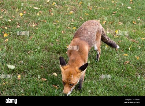 Fox (vulpes vulpes) orange red fur bushy white tiped tail, black lower leg black behind upright ...