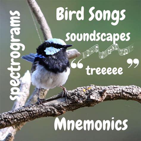 Can You Talk Bird? Identify Bird Songs!