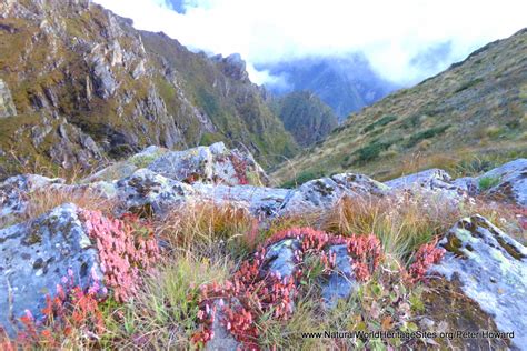 Nanda Devi National Park Flowers