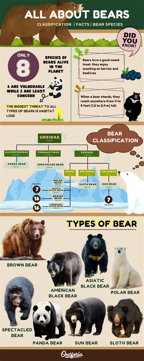 Polar Bear Infographic