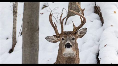 Rare buck with three antlers photographed in Michigan | fox61.com