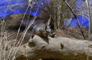 The Numbat - Animal Corner