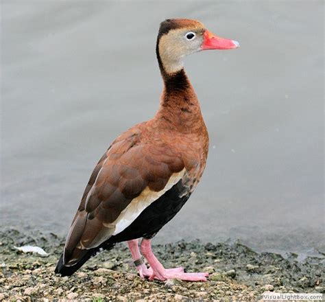 Identify types of Whistling Ducks (Tree Duck) - Photos of Whistling Ducks - Wildfowl Photography.