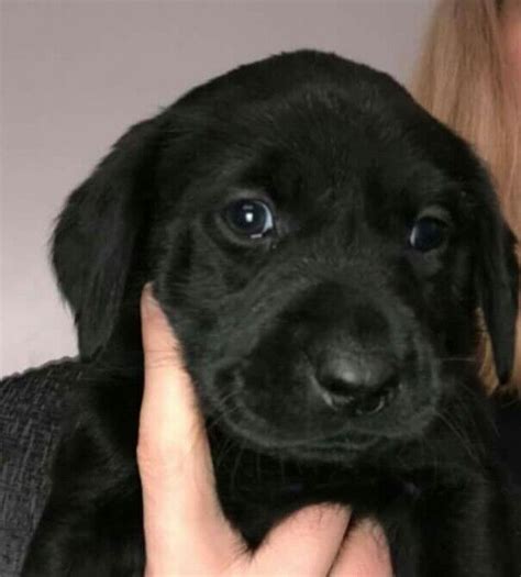 Two adorable female black Labrador puppies. | in Easington Lane, Tyne ...