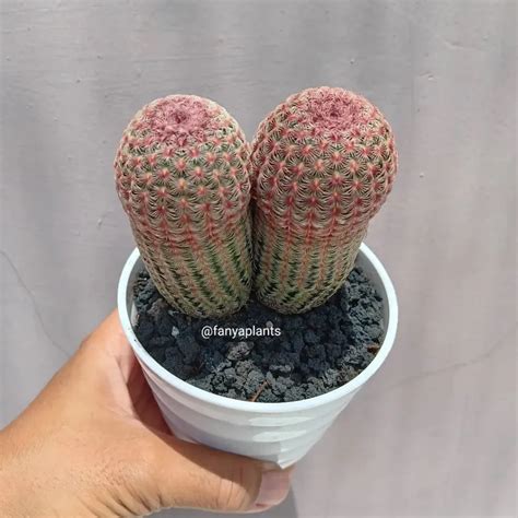 Rainbow Cactus: The Colorful Spectrum of the Desert