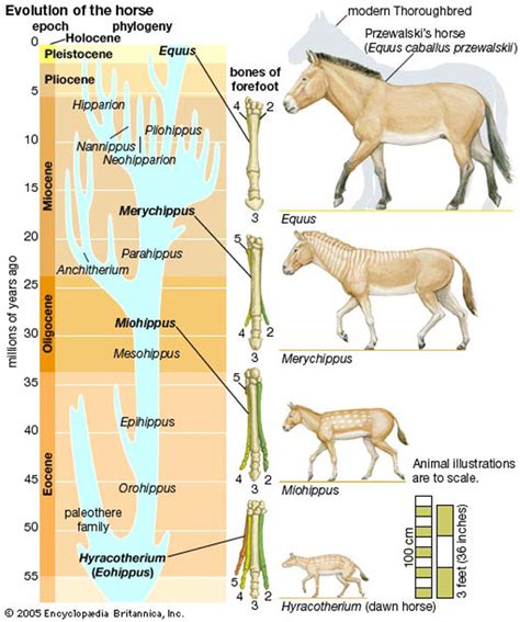 all about the horse: novembre 2010