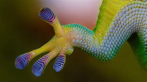 Biomimetic Materials: Gecko Feet Adhesives - YouTube