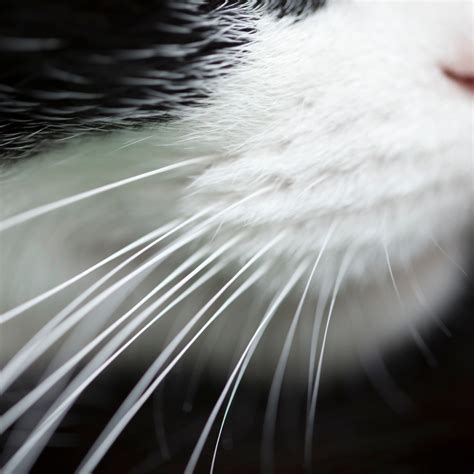 Why do cats have whiskers? - The Lick