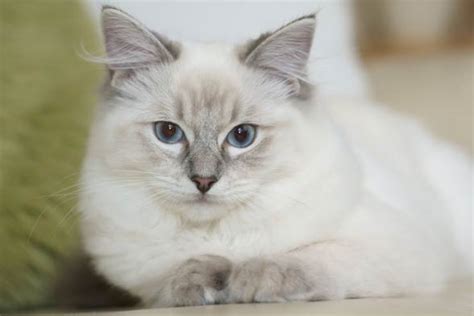 Ragdoll – cat with blue eyes | DinoAnimals.com