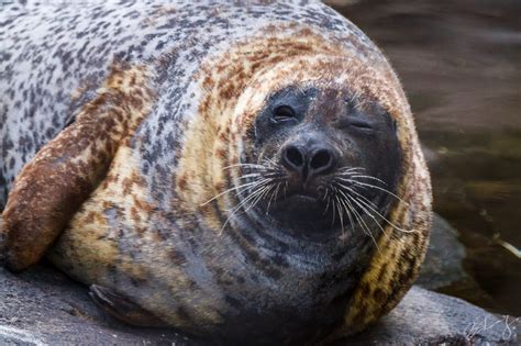 Smithsonian National Zoo - Best Photo Spots