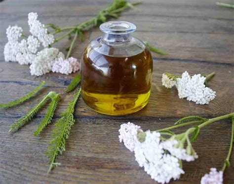 How to Make Yarrow Oil and 10 ways to use It - SimplyBeyondHerbs