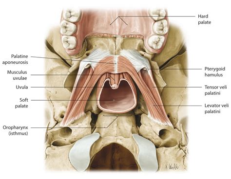 11 Botulinum Neurotoxin for Palatal Myoclonus | Neupsy Key