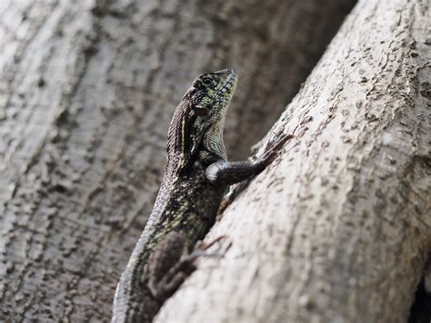 Northern Curly Tail Lizard in Boca Raton, Florida | One of h… | Flickr