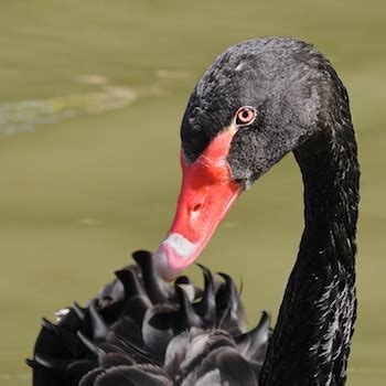 Black Swan Facts: Lesson for Kids | Study.com