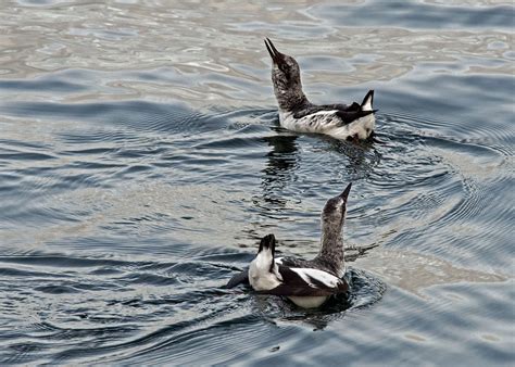 Pigeon Guillemot | Audubon Field Guide