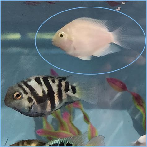 Platinum White Parrot Cichlid Fish | Pete's Aquariums & Fish