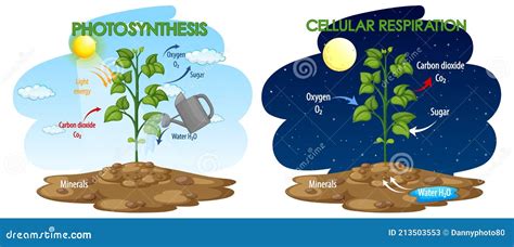 Photosynthesis And Respiration Diagram