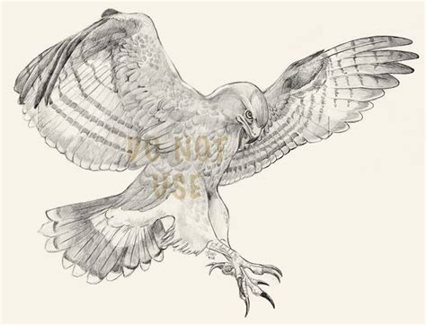 Hawk Wings Drawing at GetDrawings | Free download